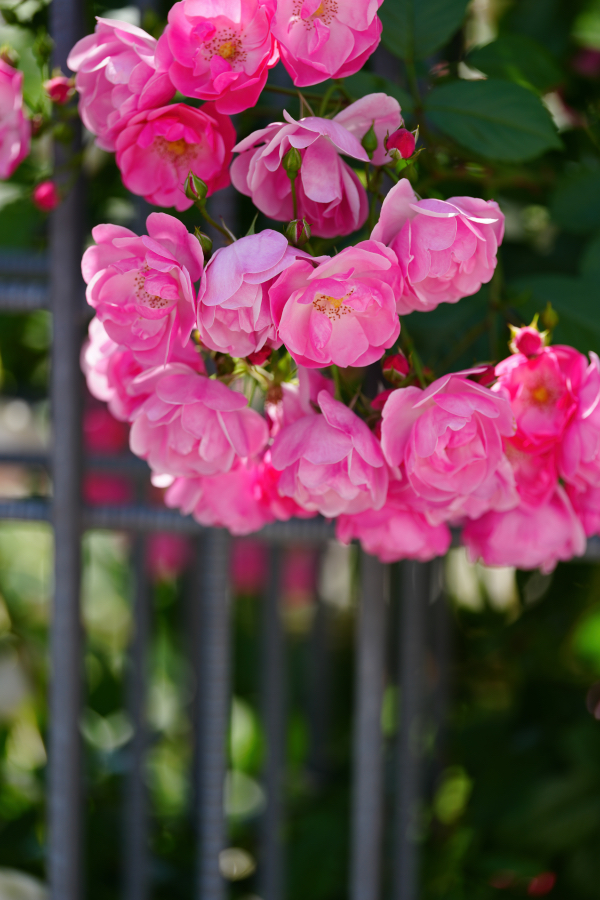 SONY α1 II + FE 100mm F2.8 Macro GM OSS