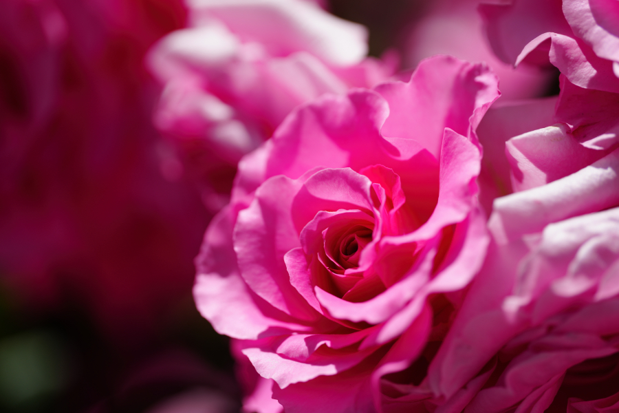 SONY α1 II + FE 100mm F2.8 Macro GM OSS