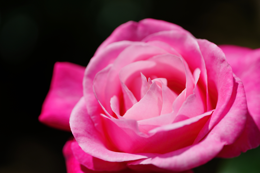 SONY α1 II + FE 100mm F2.8 Macro GM OSS