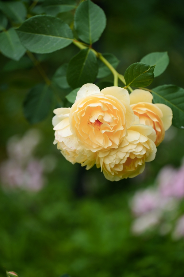 SONY α7CR + TAMRON 25-200mm F/2.8-5.6 Di III VXD