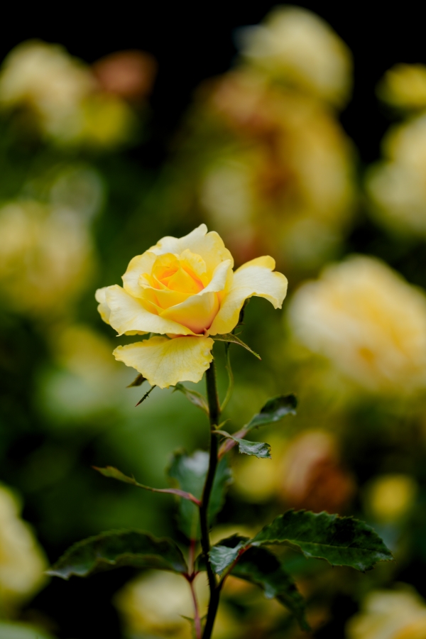 SONY α7CR + TAMRON 25-200mm F/2.8-5.6 Di III VXD