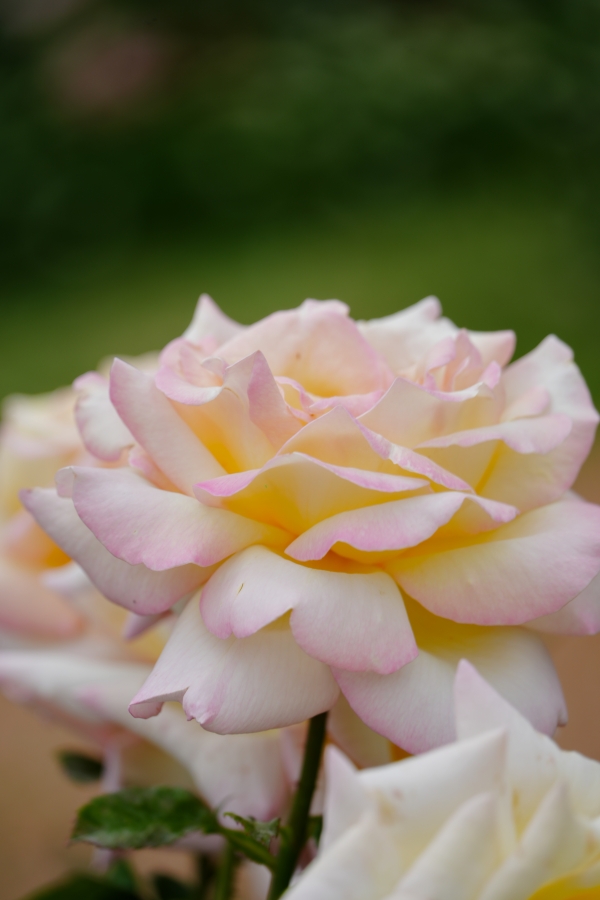 SONY α7CR + TAMRON 25-200mm F/2.8-5.6 Di III VXD