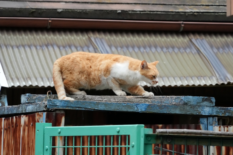 SONY α7CR + TAMRON 25-200mm F/2.8-5.6 Di III VXD