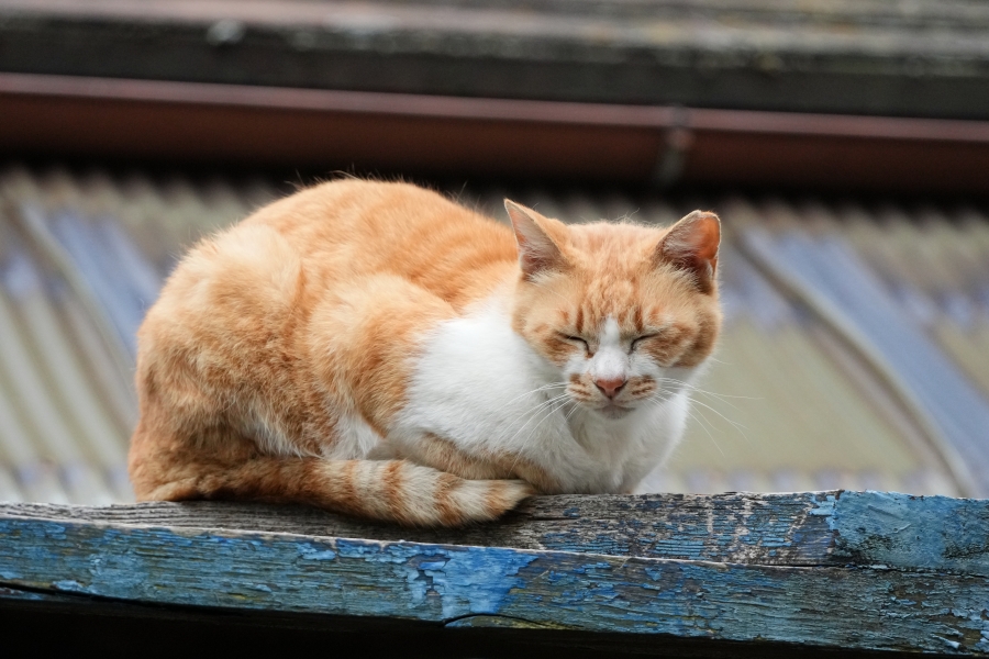 SONY α7CR + TAMRON 25-200mm F/2.8-5.6 Di III VXD