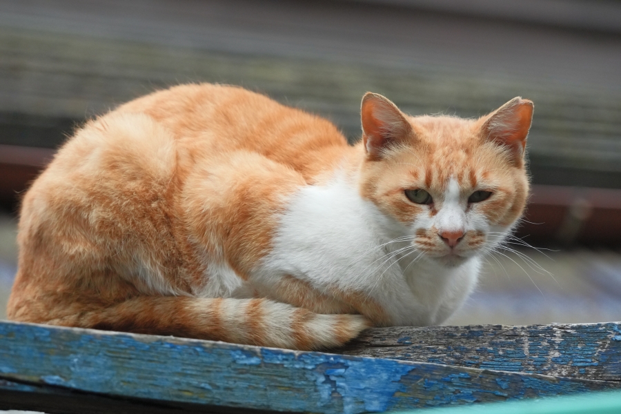 SONY α7CR + TAMRON 25-200mm F/2.8-5.6 Di III VXD