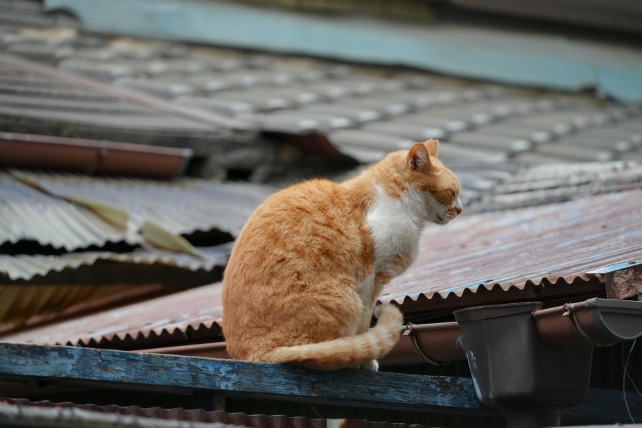 SONY α7CR + TAMRON 25-200mm F/2.8-5.6 Di III VXD