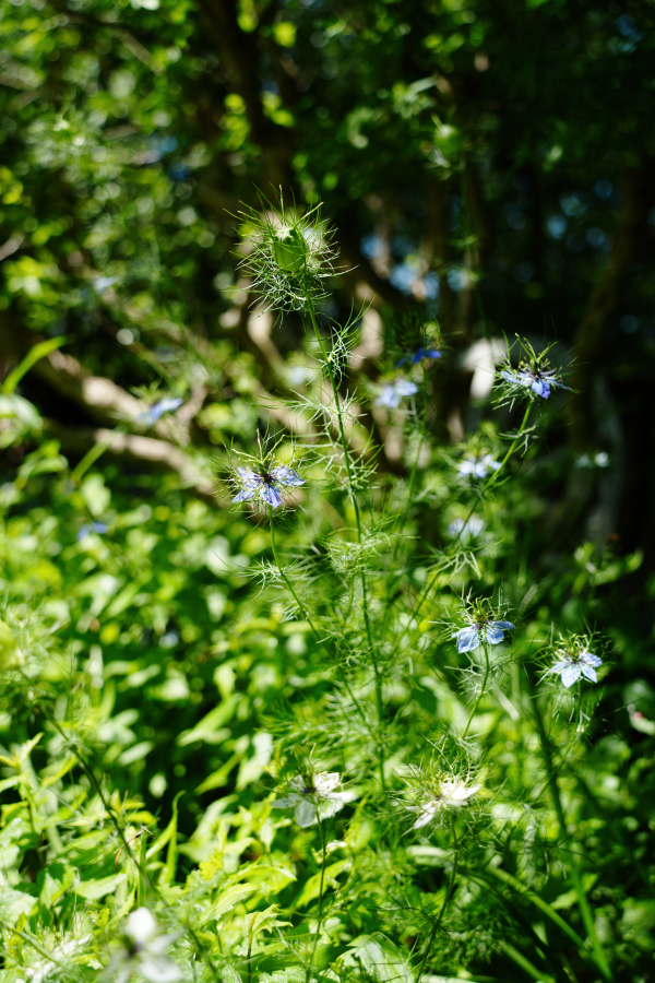 SONY α7CR + TAMRON 25-200mm F/2.8-5.6 Di III VXD
