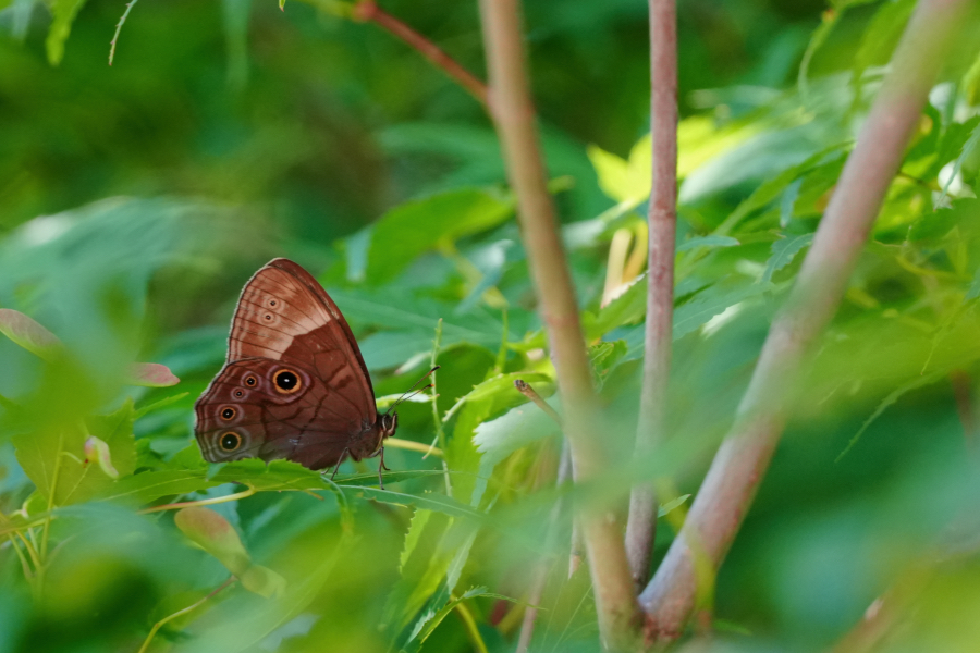 SONY α7CR + TAMRON 25-200mm F/2.8-5.6 Di III VXD