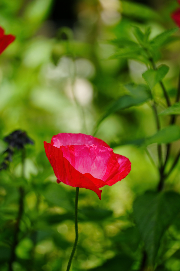 SONY α7CR + TAMRON 25-200mm F/2.8-5.6 Di III VXD