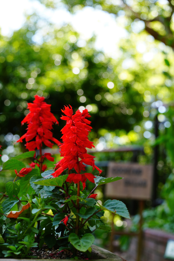 SONY α7CR + TAMRON 25-200mm F/2.8-5.6 Di III VXD