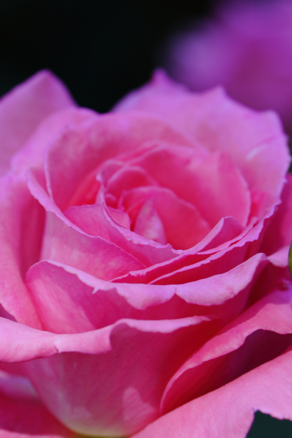 SONY α7CR + TAMRON 25-200mm F/2.8-5.6 Di III VXD