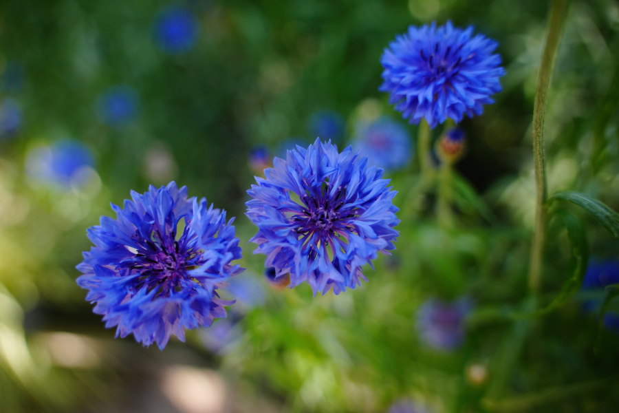 SONY α7CR + TAMRON 25-200mm F/2.8-5.6 Di III VXD