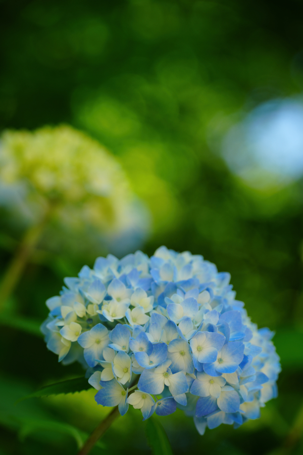 SONY α7CR + TAMRON 25-200mm F/2.8-5.6 Di III VXD