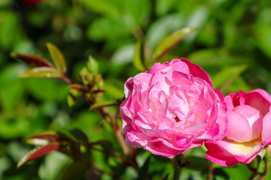 Canon EOS R10 + RF-S18-150mm F3.5-6.3 IS STM