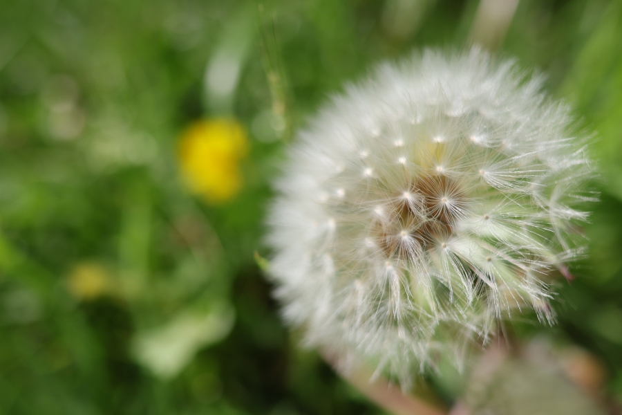 Canon EOS R10 + RF 16mm F2.8 STM