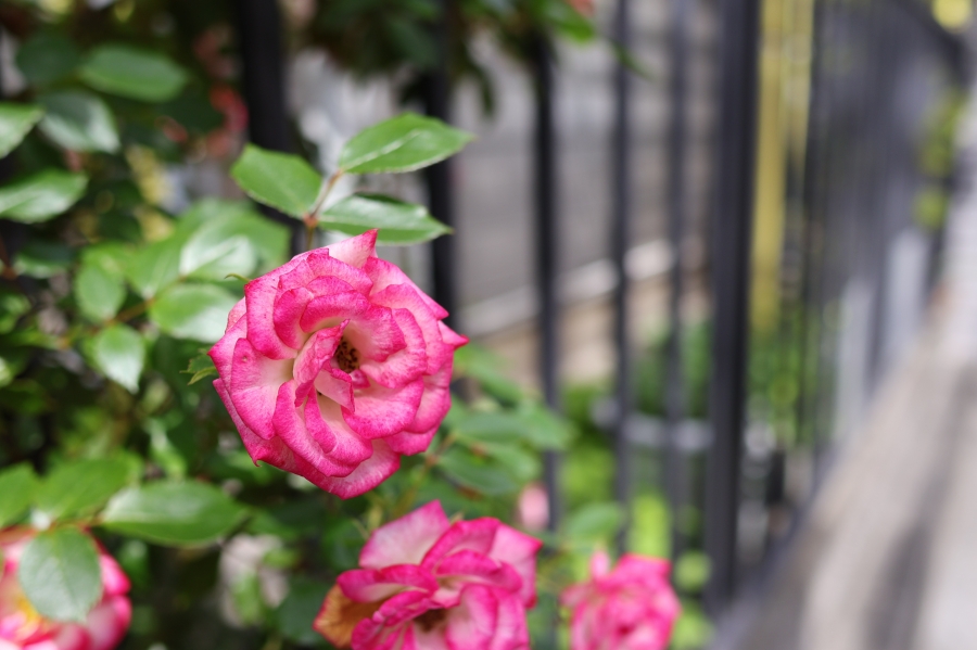 Canon EOS R10 + RF 16mm F2.8 STM