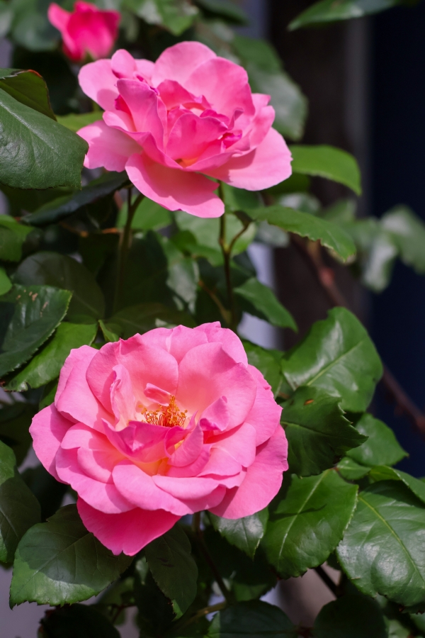 Canon EOS R10 + RF-S18-150mm F3.5-6.3 IS STM