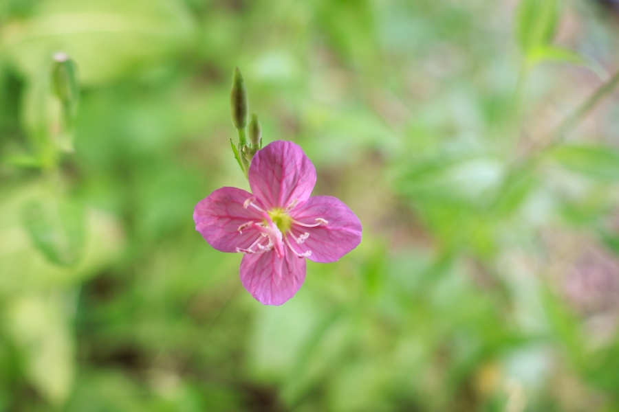 Canon EOS R10 + RF-S18-150mm F3.5-6.3 IS STM