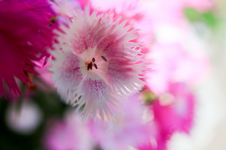Canon EOS R10 + RF-S18-150mm F3.5-6.3 IS STM