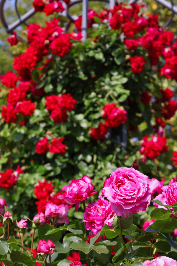 Canon EOS R10 + RF-S18-150mm F3.5-6.3 IS STM
