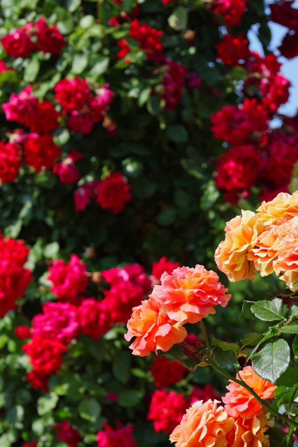 Canon EOS R10 + RF-S18-150mm F3.5-6.3 IS STM