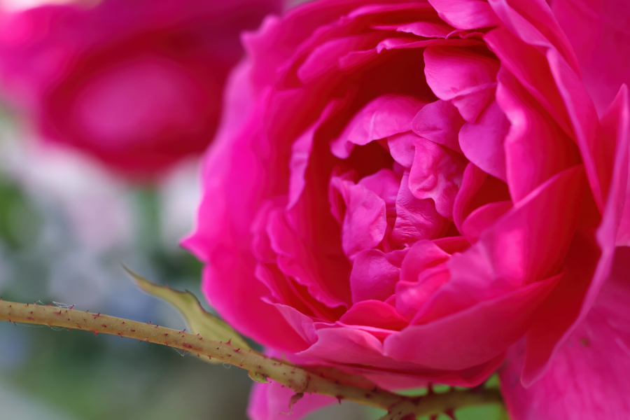 Canon EOS R10 + RF-S18-150mm F3.5-6.3 IS STM