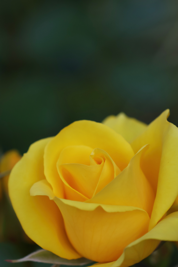 Canon EOS R10 + RF-S18-150mm F3.5-6.3 IS STM
