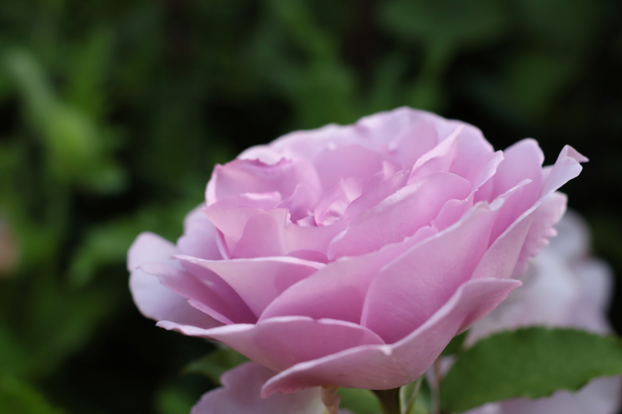 Canon EOS R10 + RF-S18-150mm F3.5-6.3 IS STM