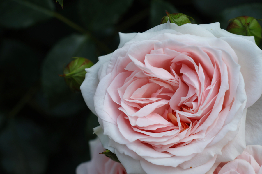 Canon EOS R10 + RF-S18-150mm F3.5-6.3 IS STM