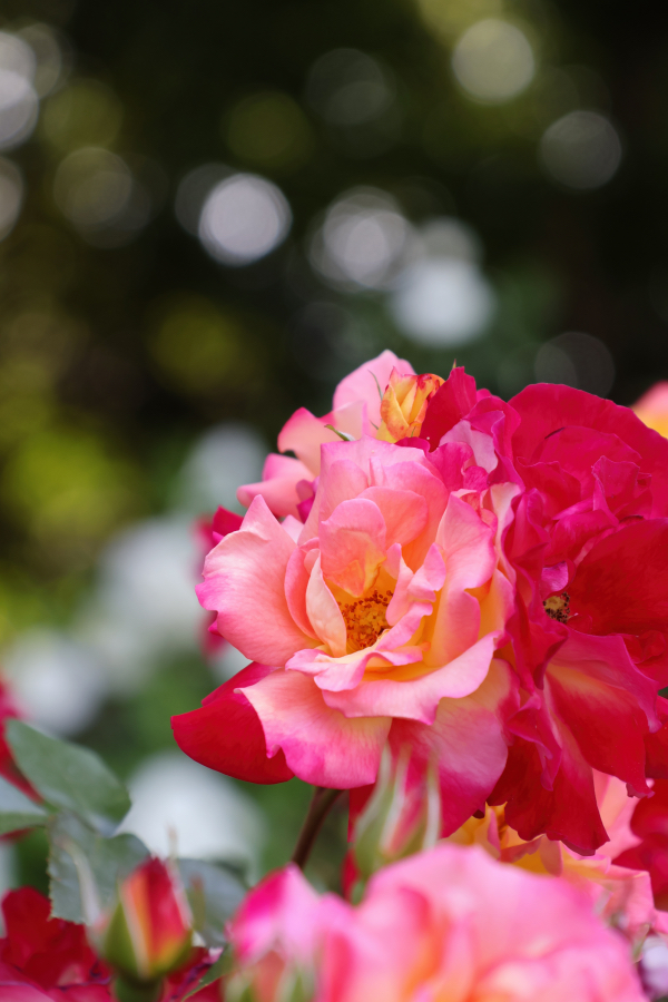 Canon EOS R10 + RF-S18-150mm F3.5-6.3 IS STM