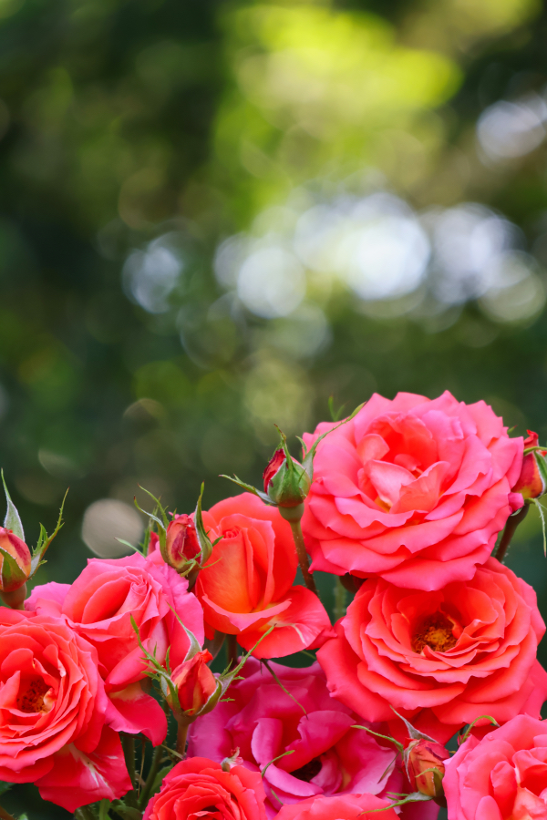 Canon EOS R10 + RF-S18-150mm F3.5-6.3 IS STM