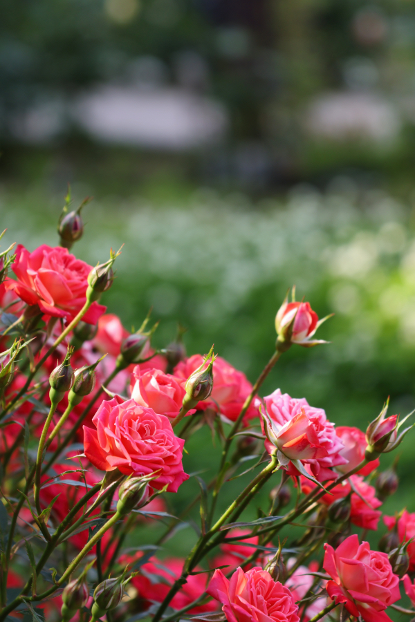 Canon EOS R10 + RF-S18-150mm F3.5-6.3 IS STM
