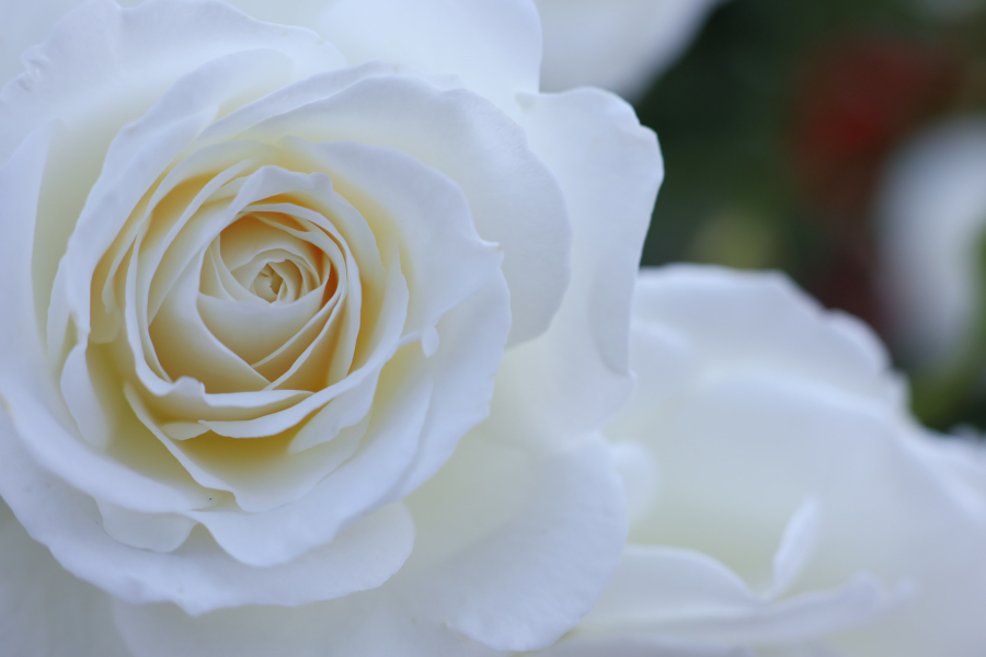 Canon EOS R10 + RF-S18-150mm F3.5-6.3 IS STM
