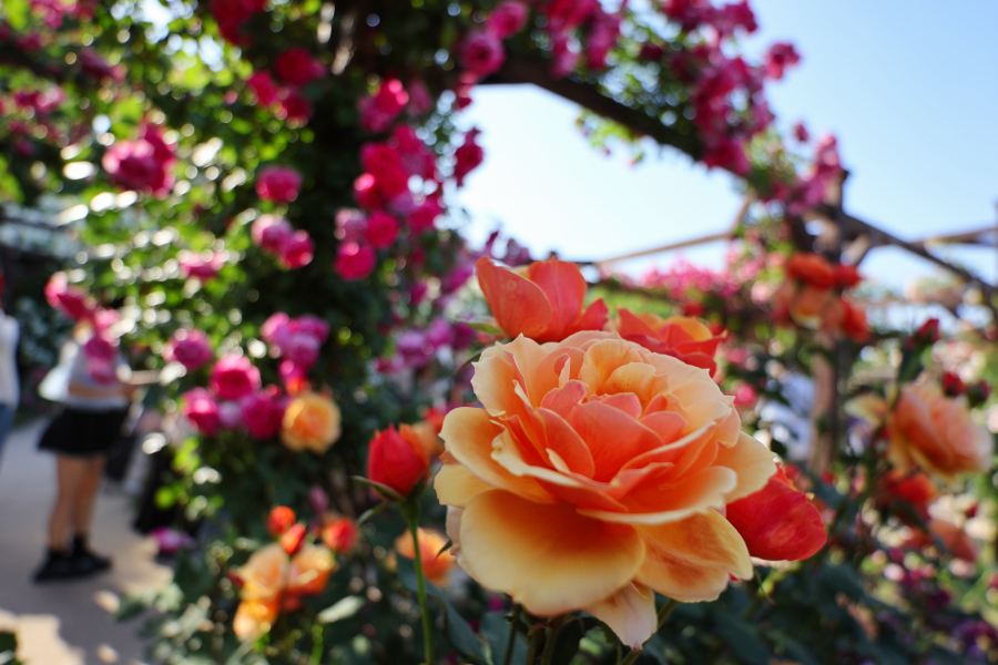 Canon EOS R10 + TAMRON 11-20mm F/2.8 Di III-A RXD