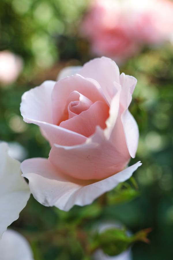 Canon EOS R10 + RF-S18-150mm F3.5-6.3 IS STM