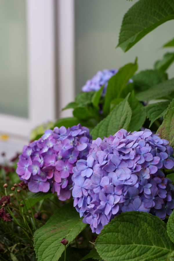 Canon EOS R10 + RF-S18-150mm F3.5-6.3 IS STM