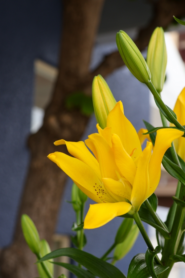 Canon EOS R10 + RF-S18-150mm F3.5-6.3 IS STM