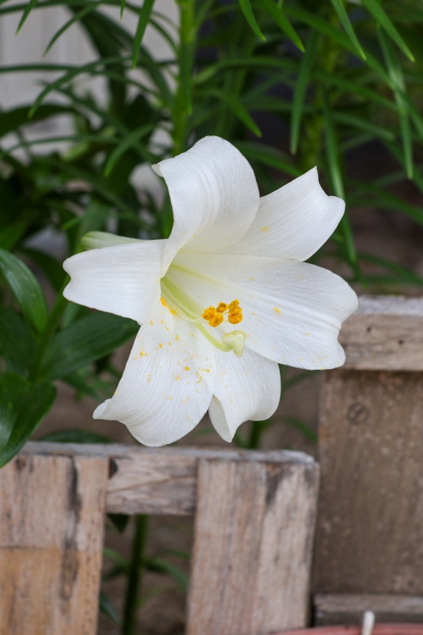 Canon EOS R10 + RF-S18-150mm F3.5-6.3 IS STM