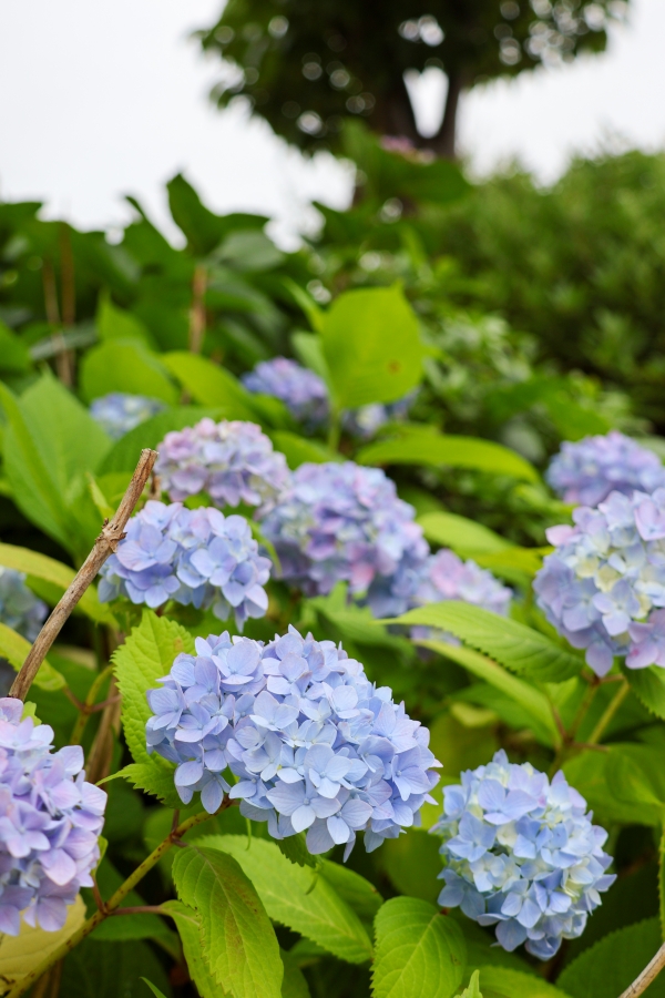 Canon EOS R10 + RF-S18-150mm F3.5-6.3 IS STM