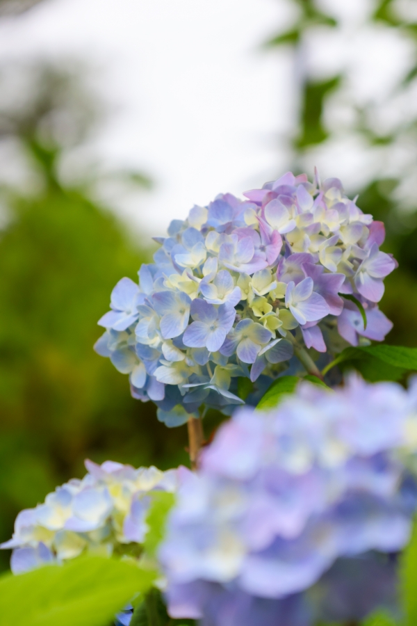 Canon EOS R10 + RF-S18-150mm F3.5-6.3 IS STM