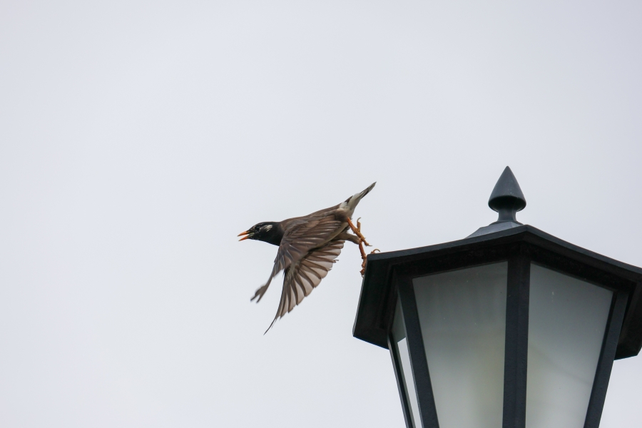 Canon EOS R10 + RF-S18-150mm F3.5-6.3 IS STM