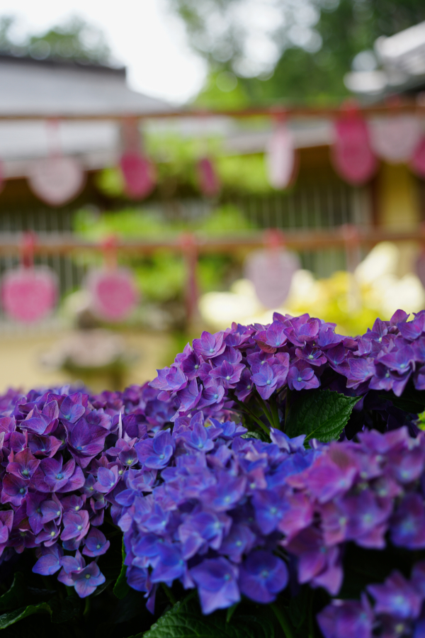 SONY α1 II + TAMRON 25-200mm F/2.8-5.6 Di III VXD