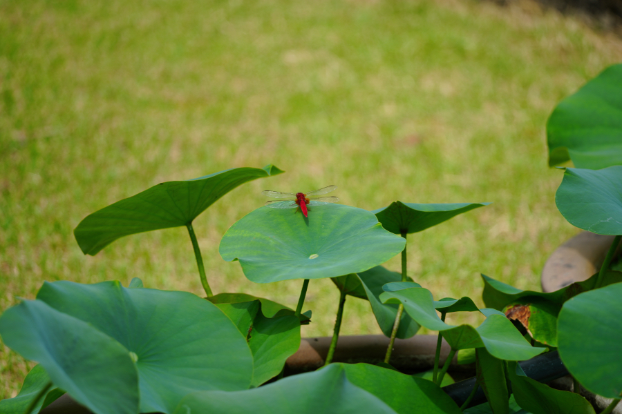 SONY α1 II + TAMRON 25-200mm F/2.8-5.6 Di III VXD