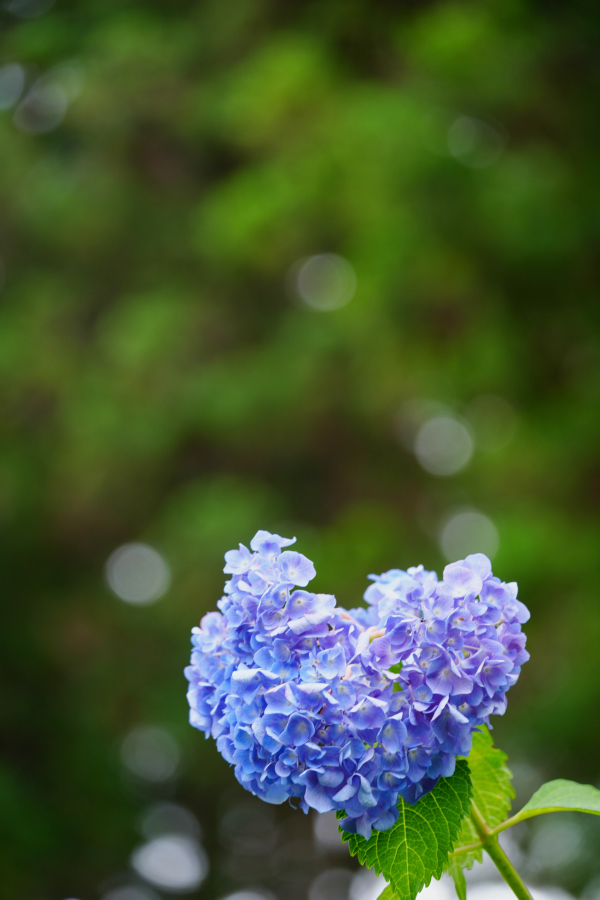 SONY α1 II + TAMRON 25-200mm F/2.8-5.6 Di III VXD