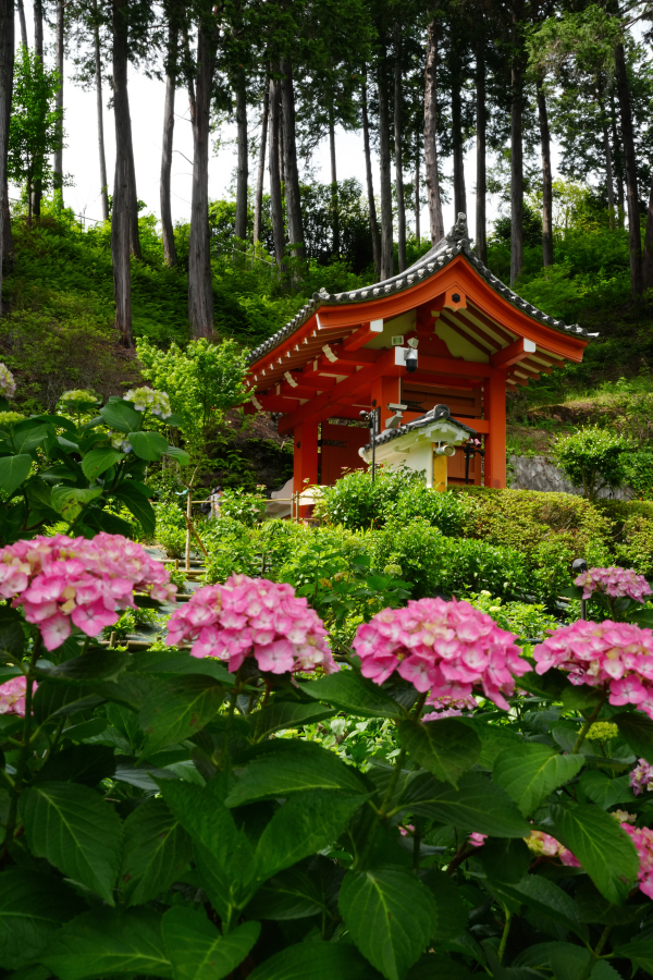 SONY α1 II + TAMRON 25-200mm F/2.8-5.6 Di III VXD
