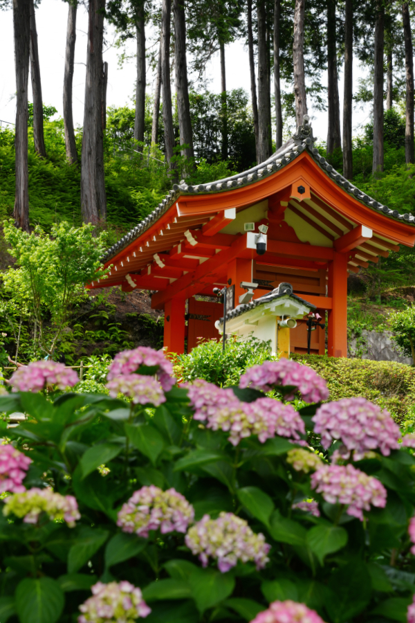 SONY α1 II + TAMRON 25-200mm F/2.8-5.6 Di III VXD