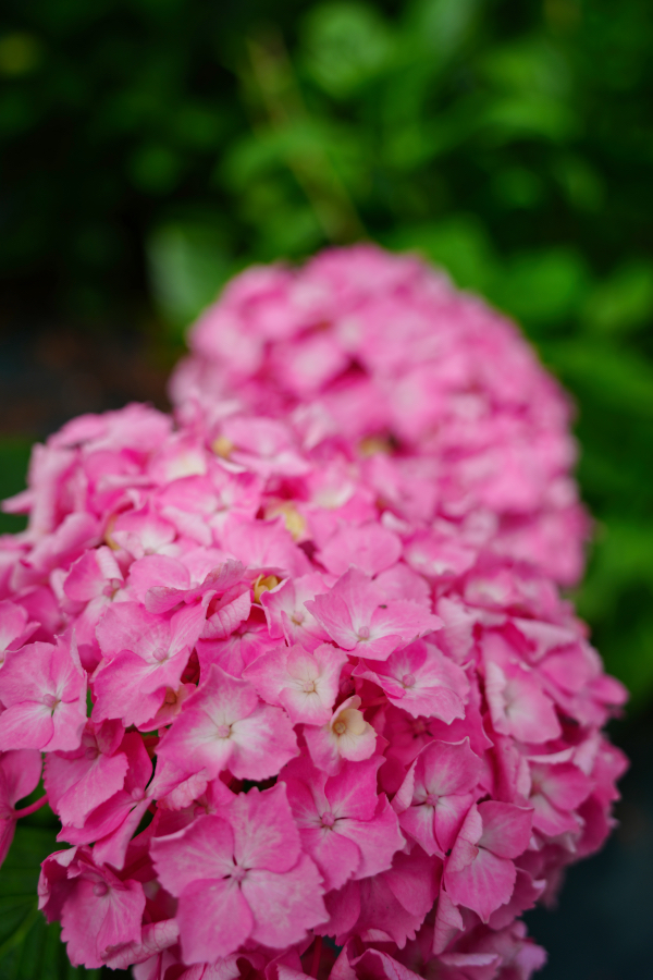 SONY α1 II + TAMRON 25-200mm F/2.8-5.6 Di III VXD