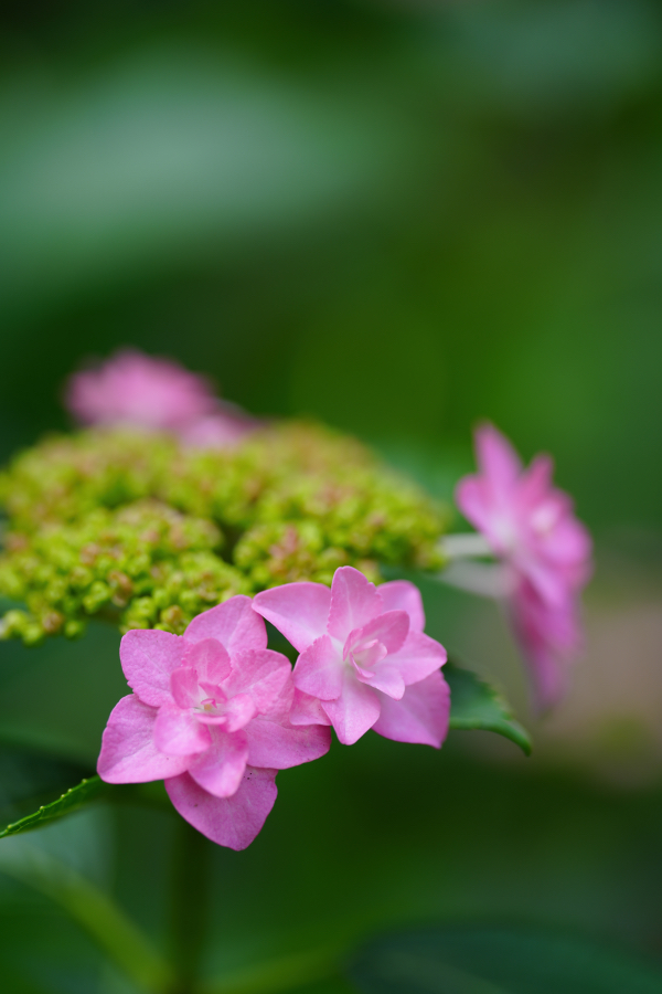SONY α1 II + FE 100mm F2.8 Macro GM OSS