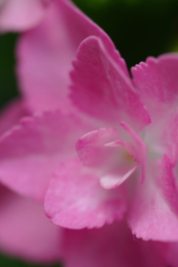 SONY α1 II + FE 100mm F2.8 Macro GM OSS + 2X Teleconverter