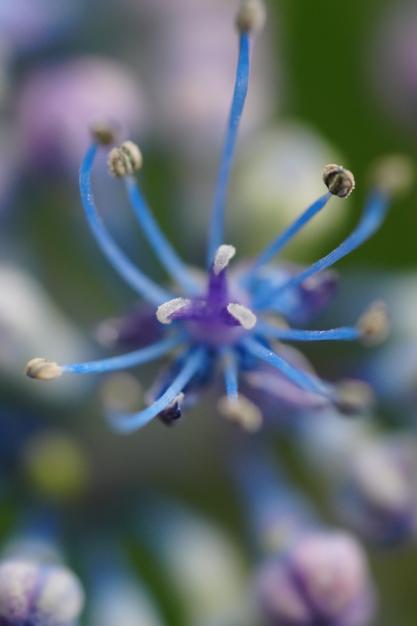 SONY α1 II + FE 100mm F2.8 Macro GM OSS + 2X Teleconverter